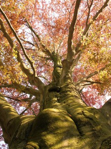 Baum